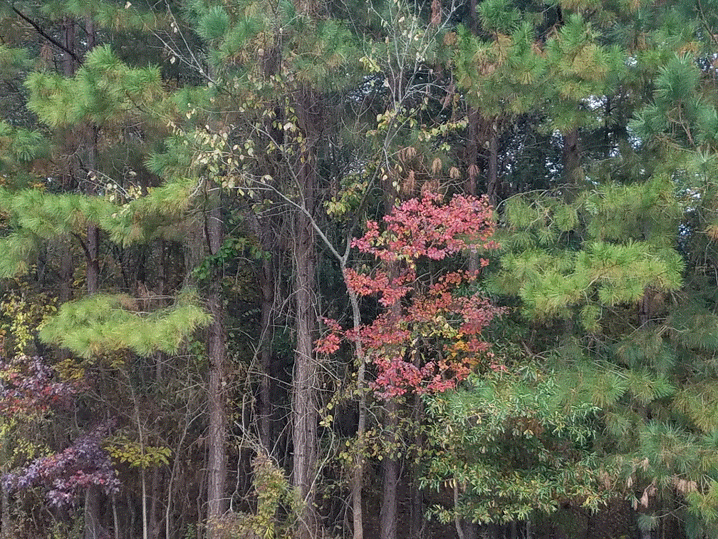 Sweetgum in the Meadow.gif